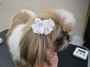 手作りリボンをモデル犬に☆